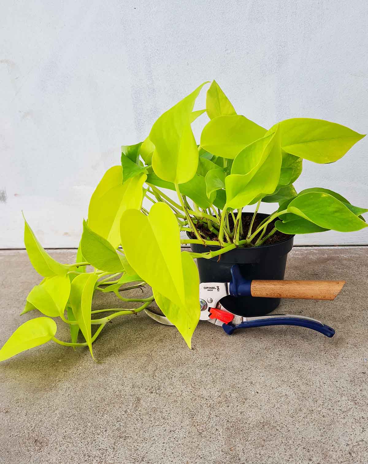 Epipremnum aureum ‘Neon’ (7152726540441)