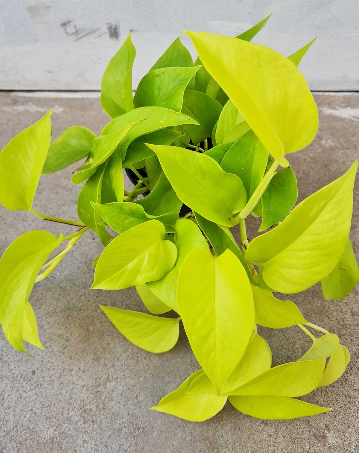 Epipremnum aureum ‘Neon’ (7152726540441)