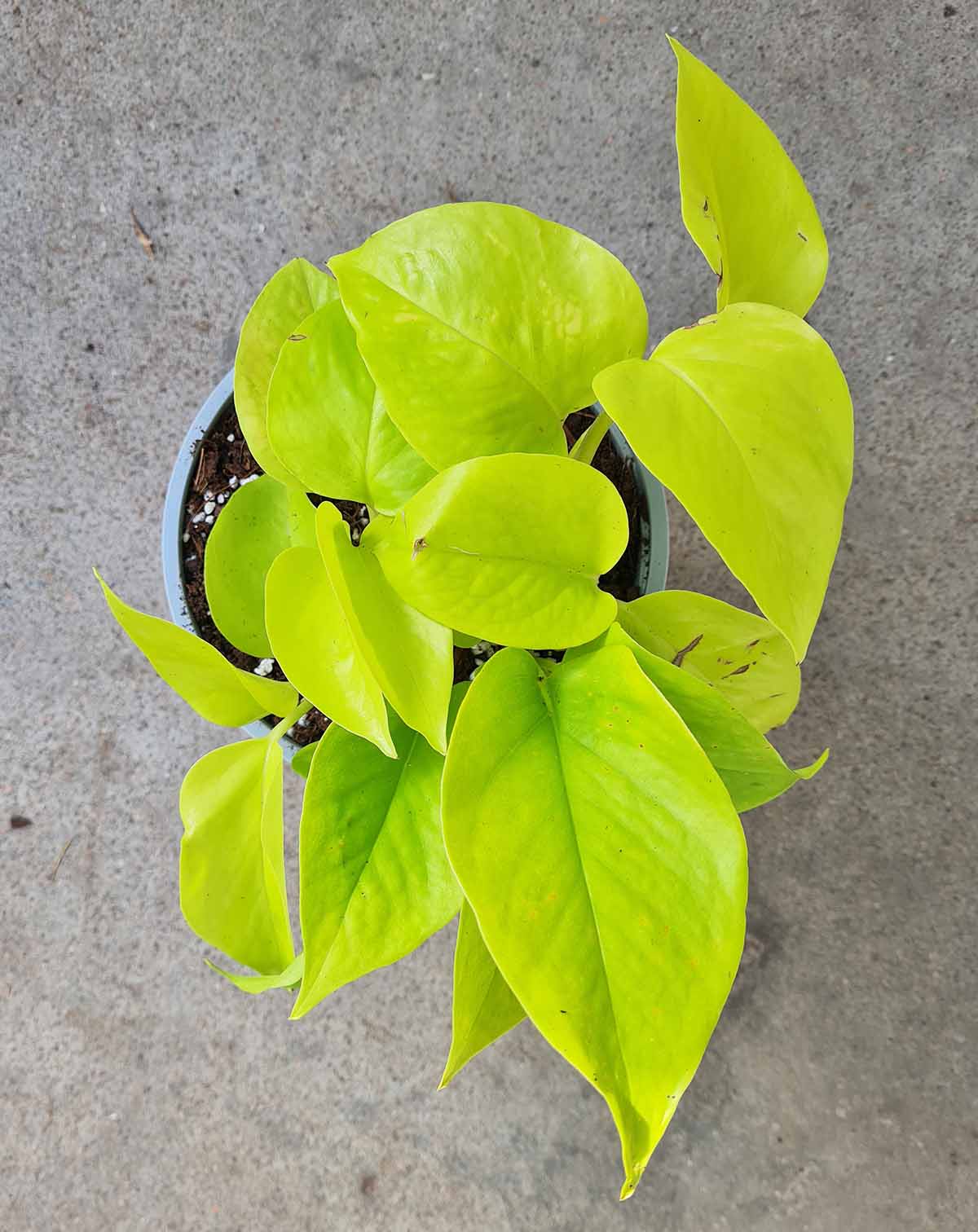 Epipremnum aureum ‘Neon’ (7152726540441)