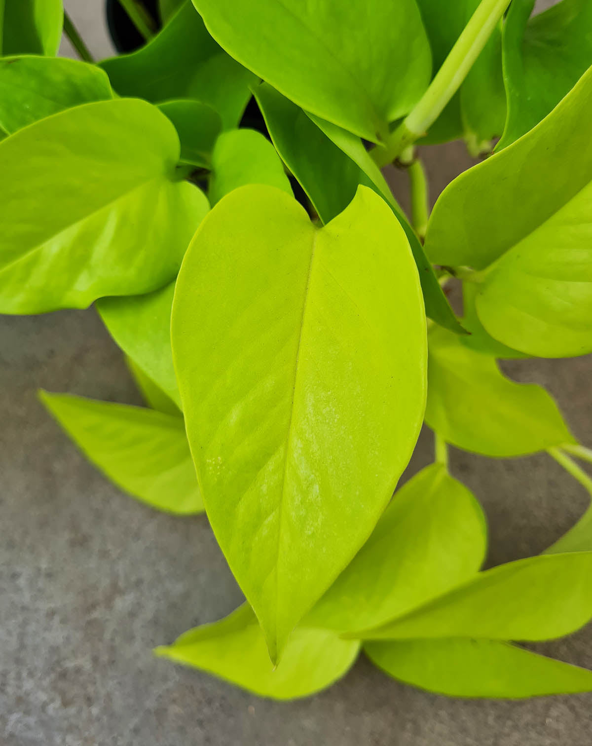 Epipremnum aureum ‘Neon’ (7152726540441)