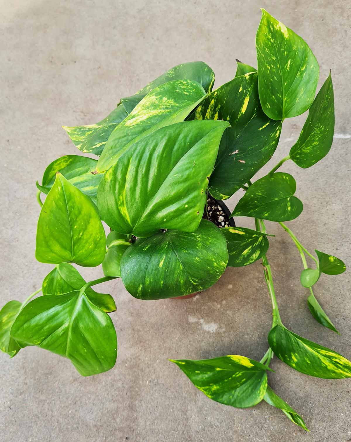 Epipremnum aureum