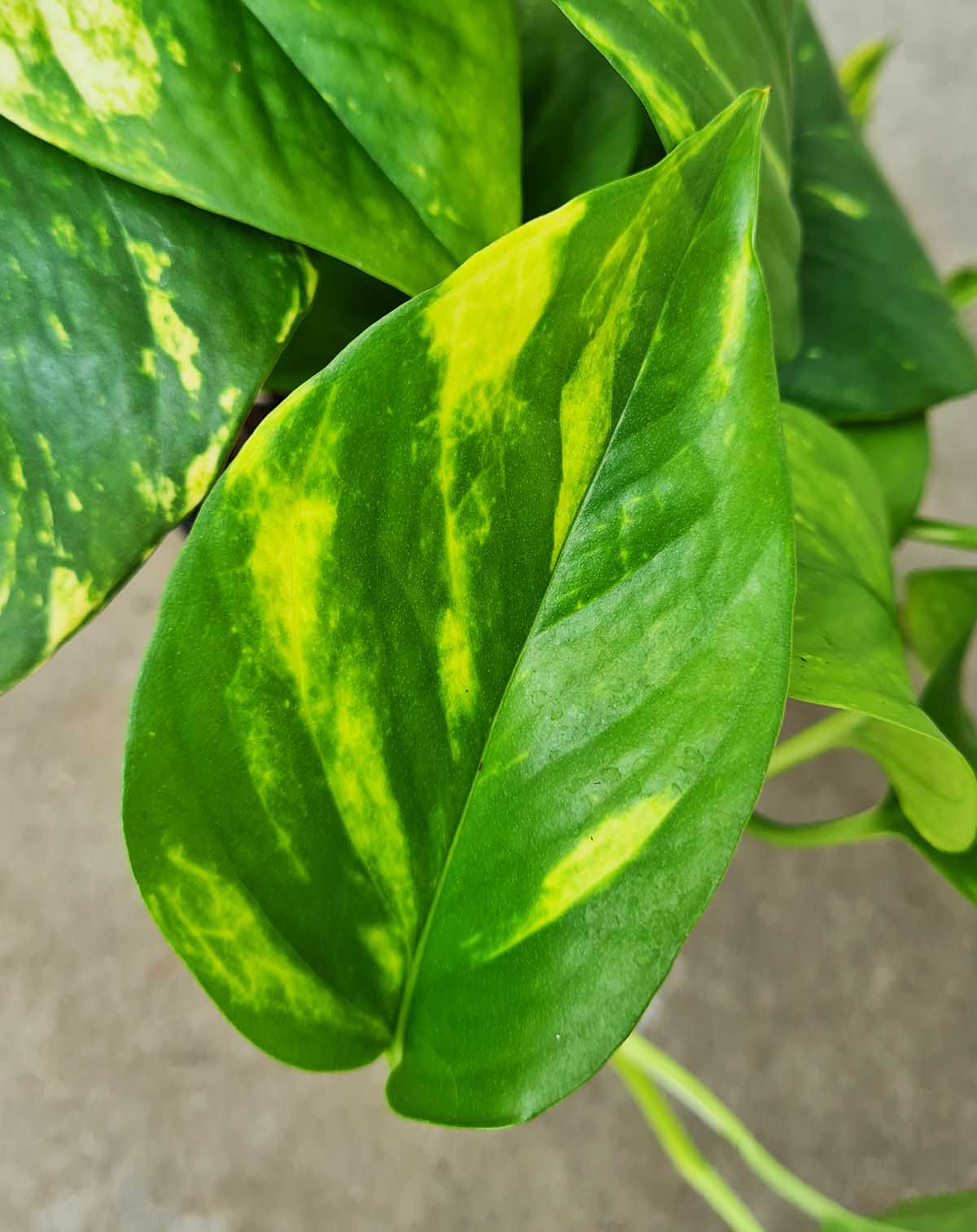Epipremnum aureum