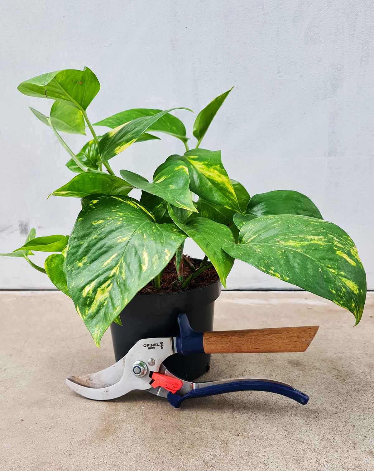 Epipremnum aureum