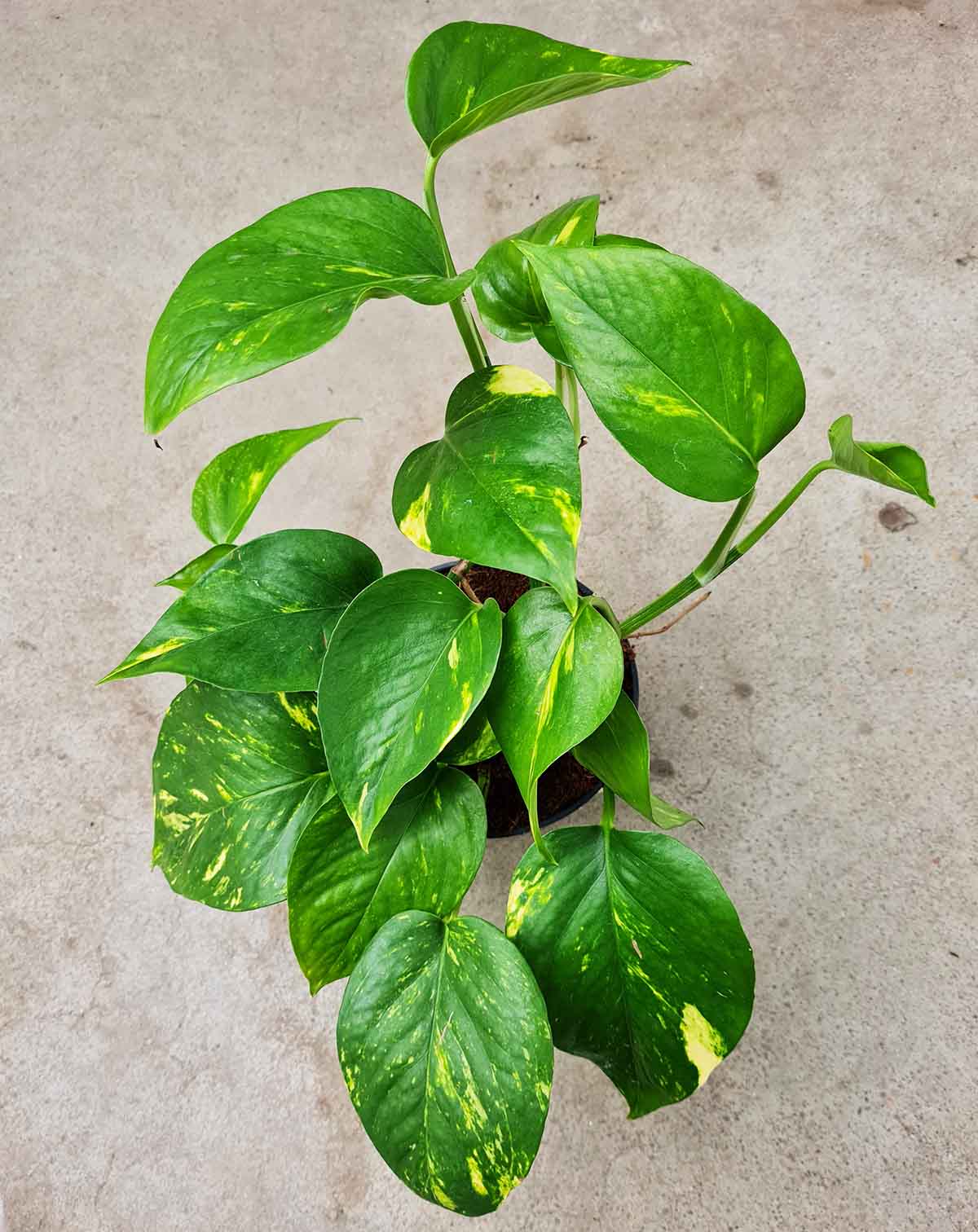 Epipremnum aureum
