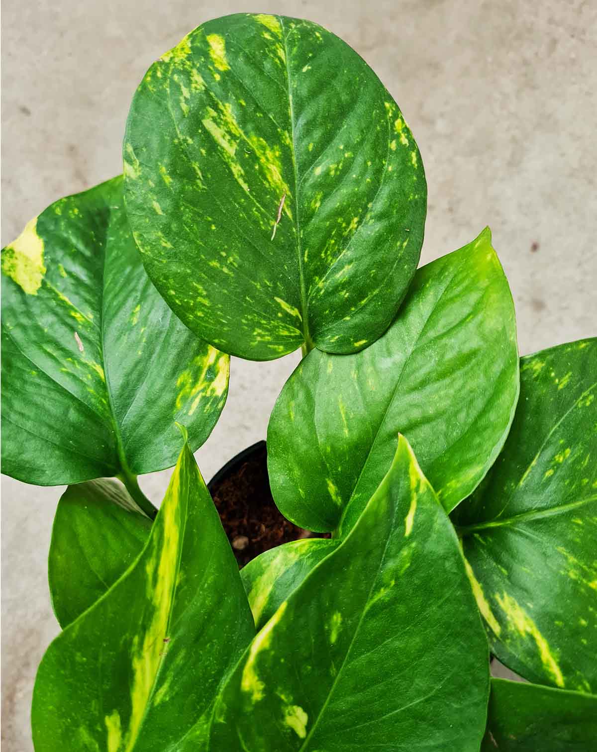 Epipremnum aureum