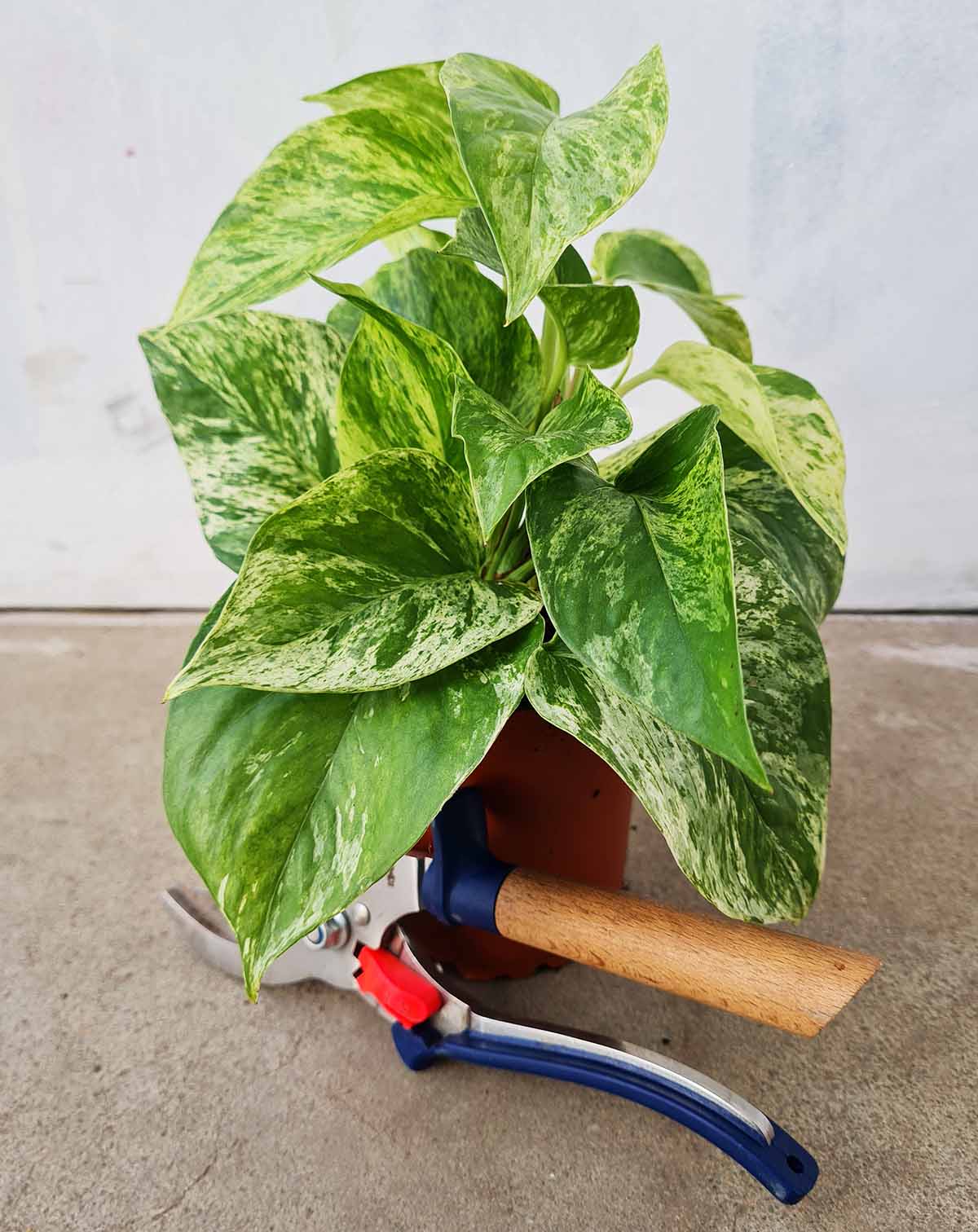 Epipremnum aureum 'Marble Queen'