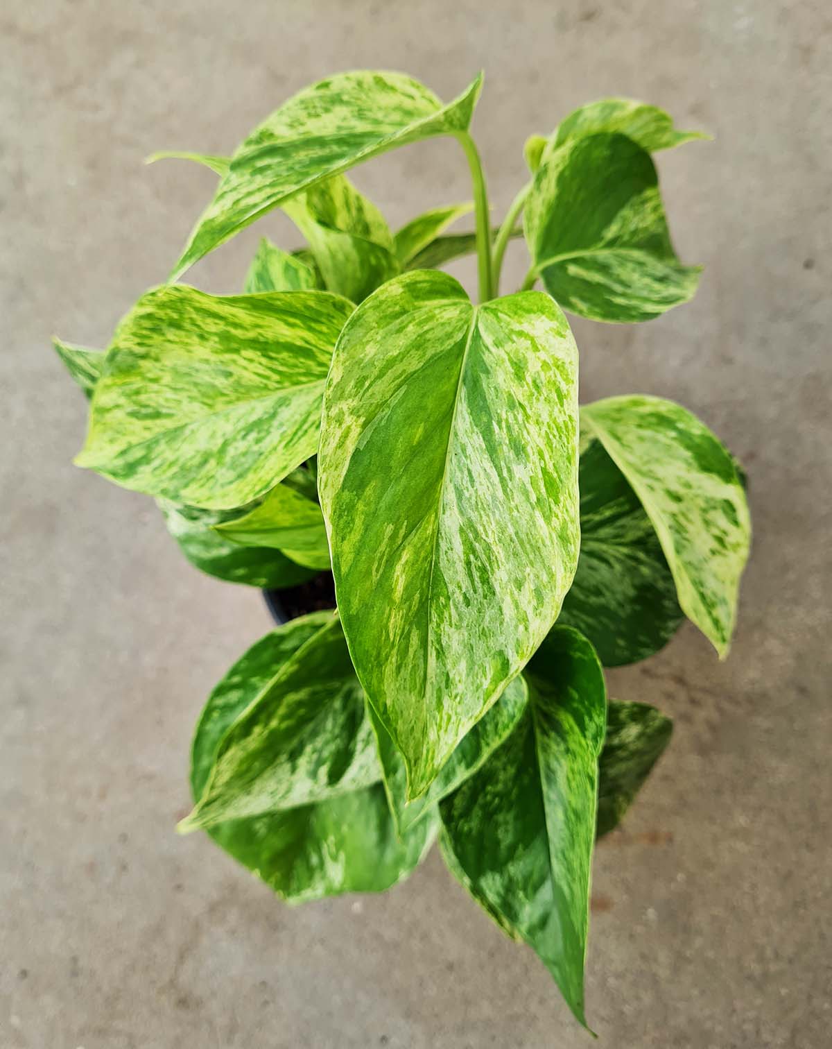 Epipremnum aureum 'Marble Queen'