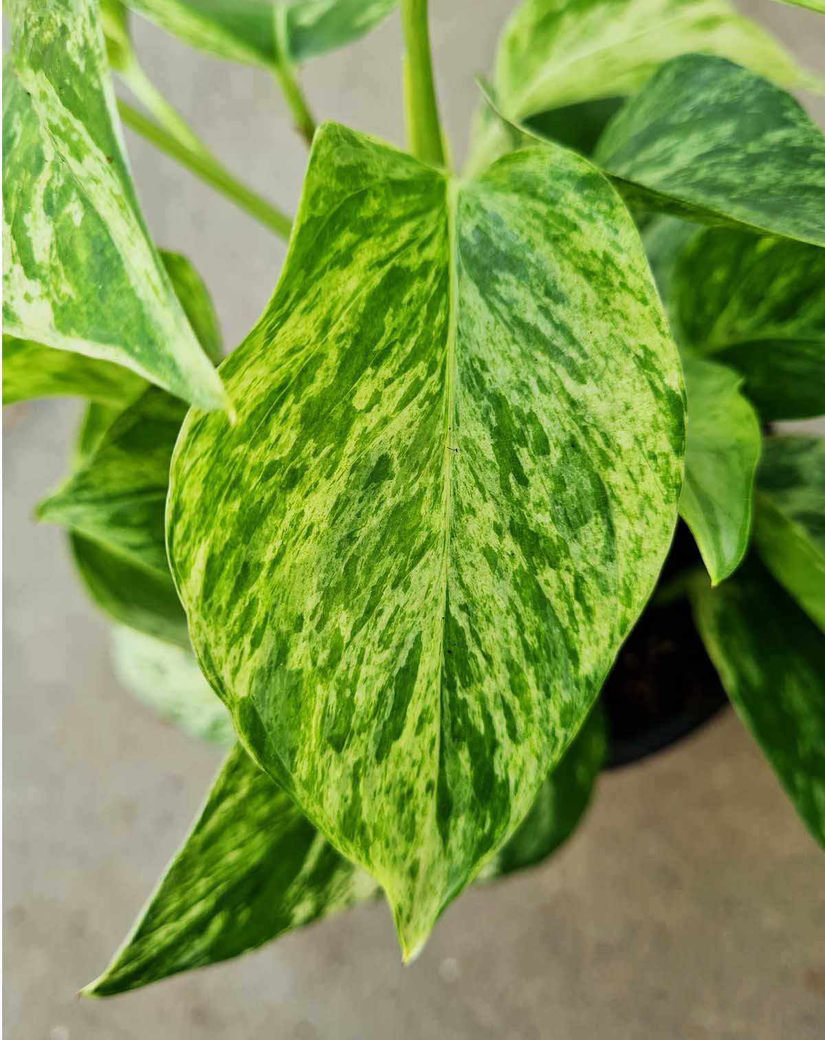 Epipremnum aureum 'Marble Queen'