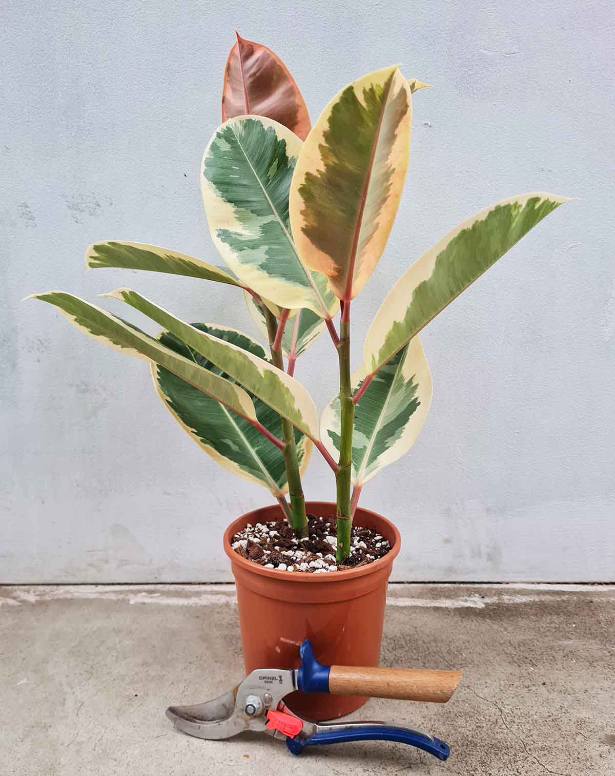 Ficus elastica 'Belize'