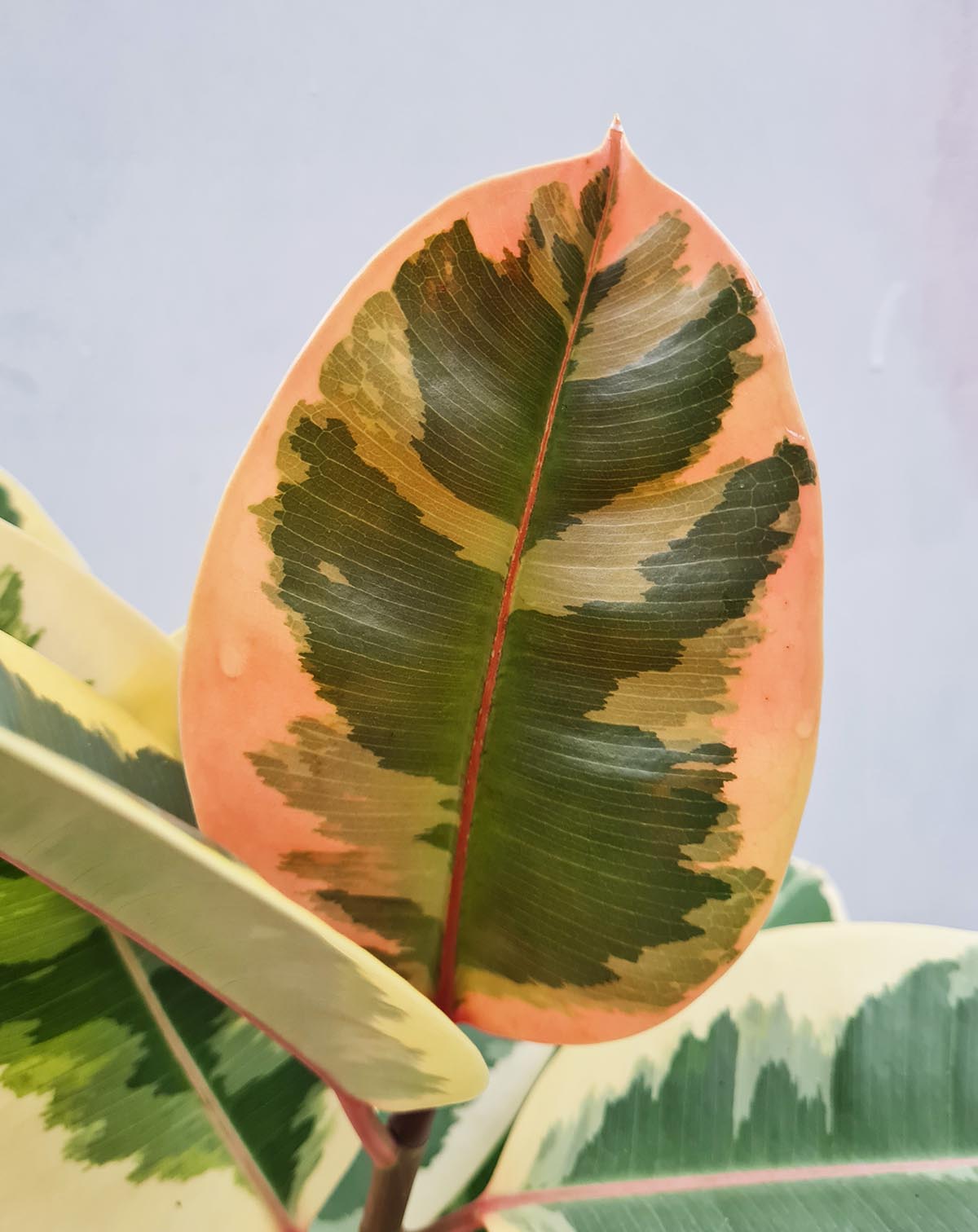 Ficus elastica 'Belize'