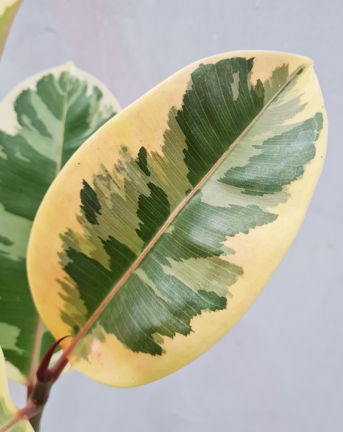 Ficus elastica 'Belize'