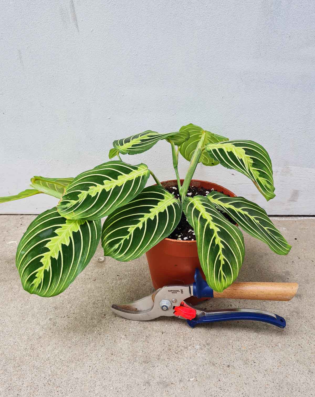 Maranta leuconeura 'Lemon' (7397557502105)