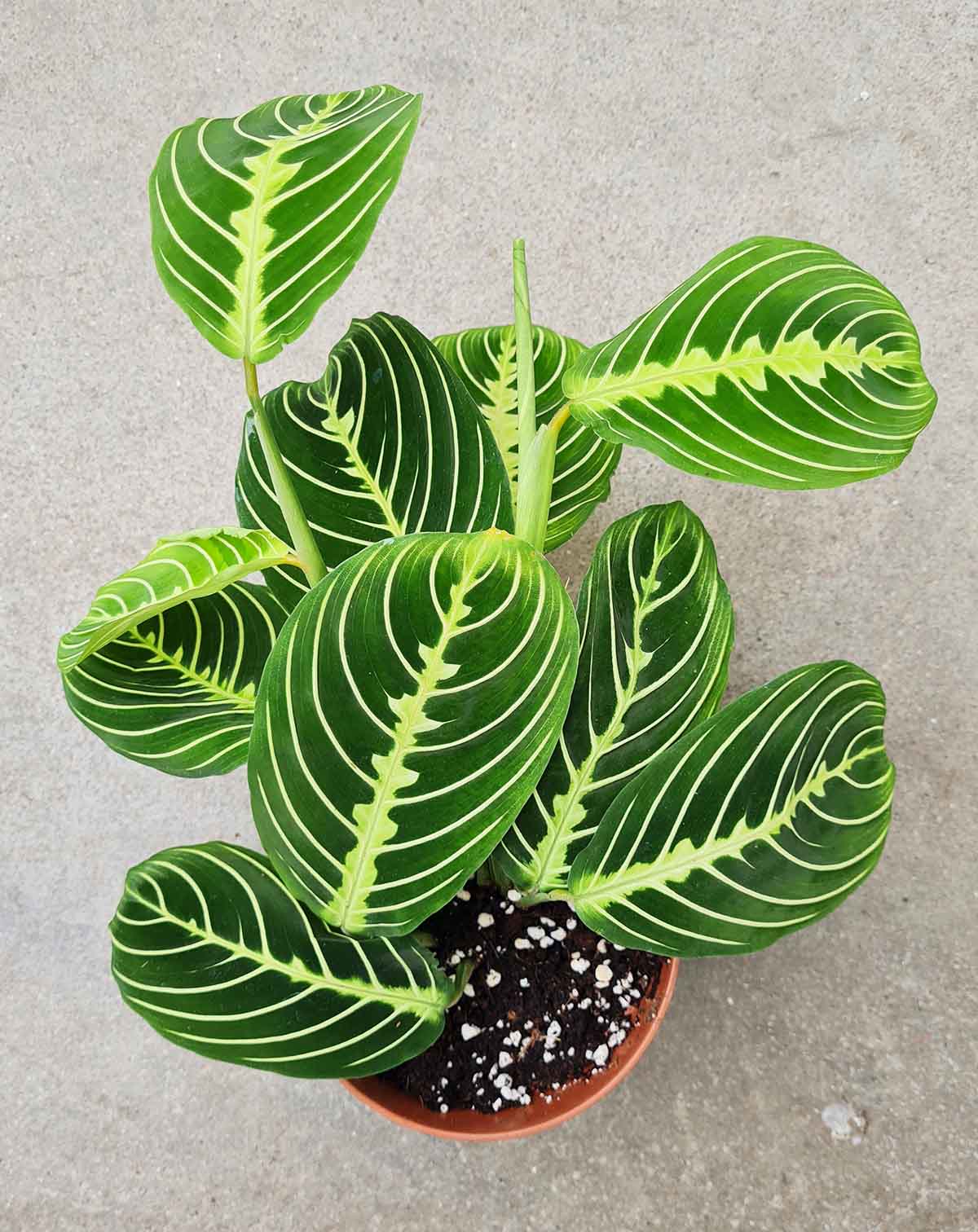 Maranta leuconeura 'Lemon' (7397557502105)