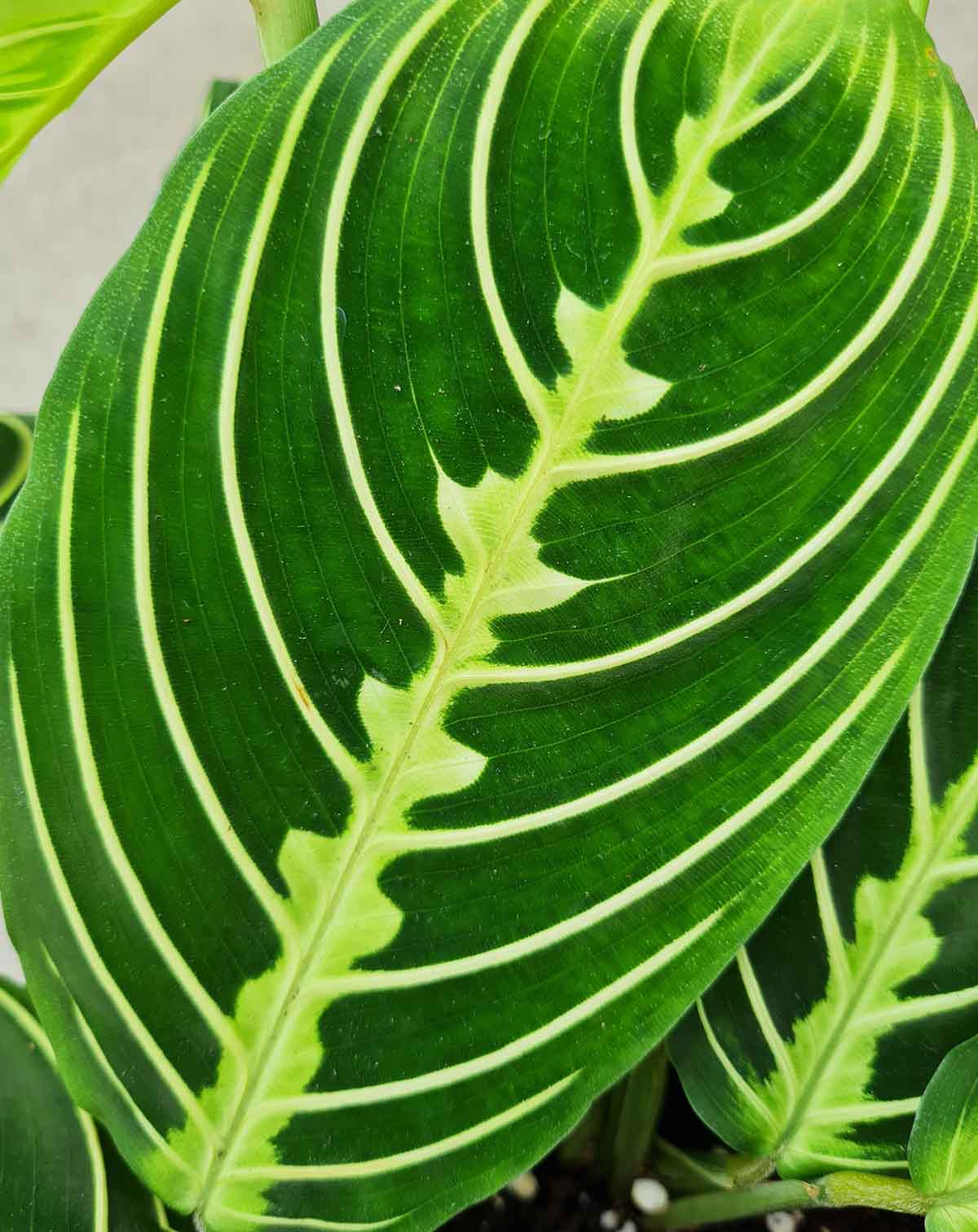 Maranta leuconeura 'Lemon' (7397557502105)