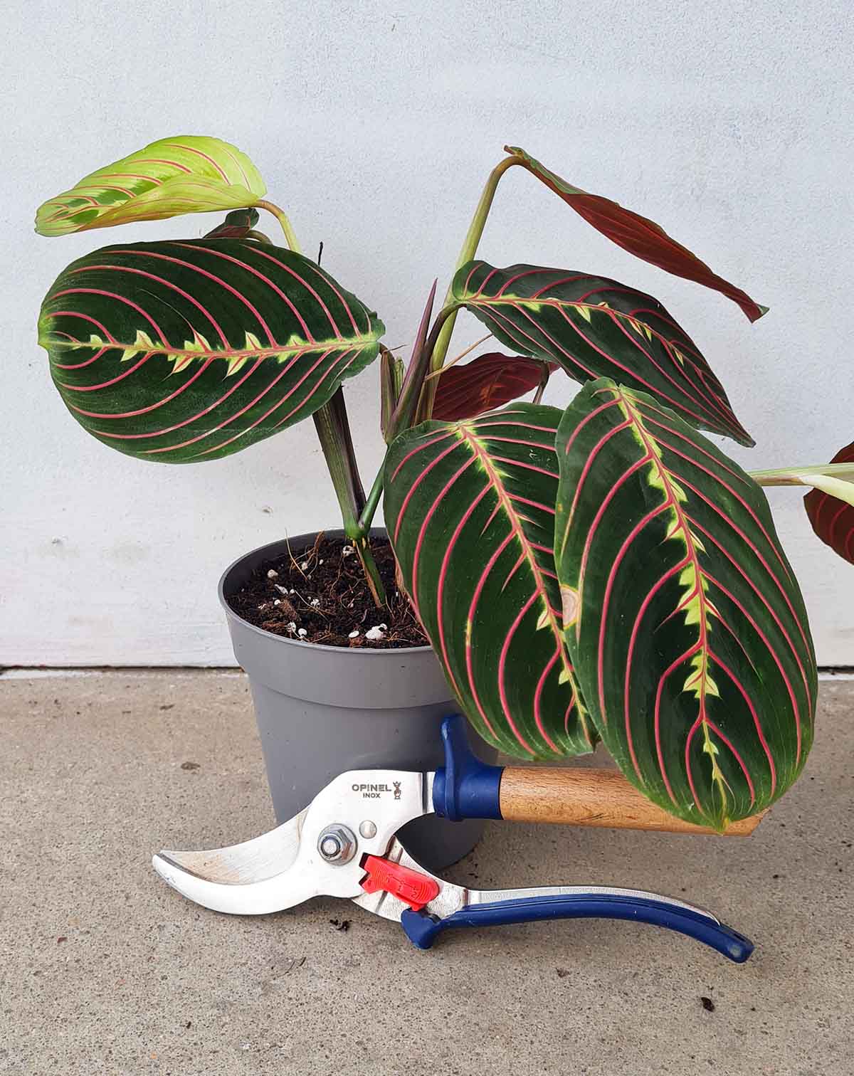 Maranta leuconeura ‘Tricolor’ (7372187041945)