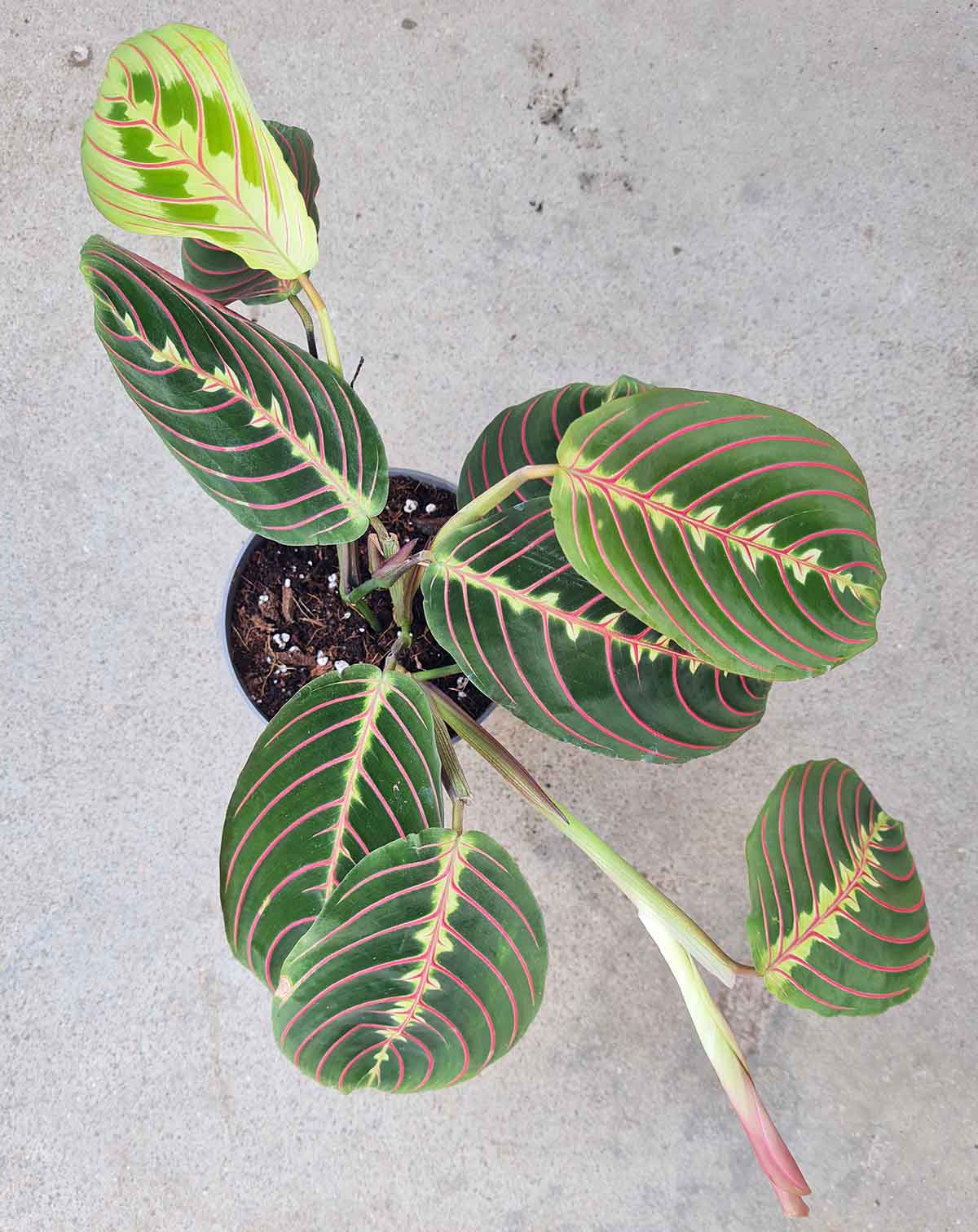 Maranta leuconeura ‘Tricolor’ (7372187041945)