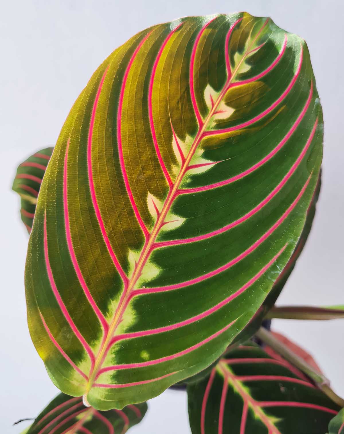 Maranta leuconeura ‘Tricolor’ (7372187041945)