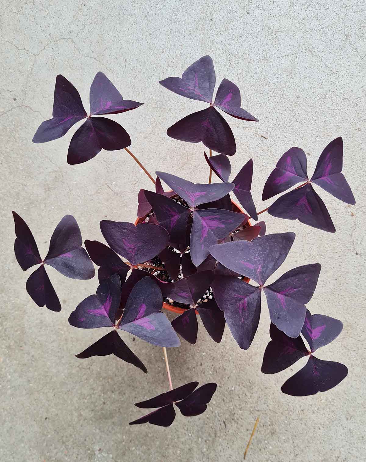 Oxalis triangularis