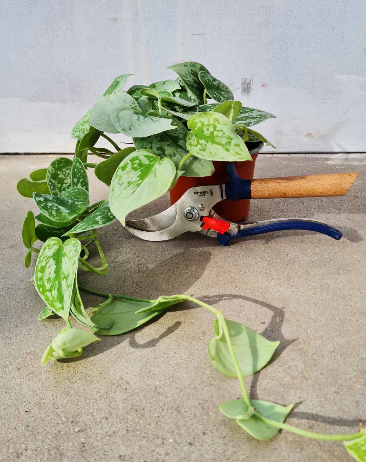 Scindapsus pictus 'Silvery Ann' (7139878437017)
