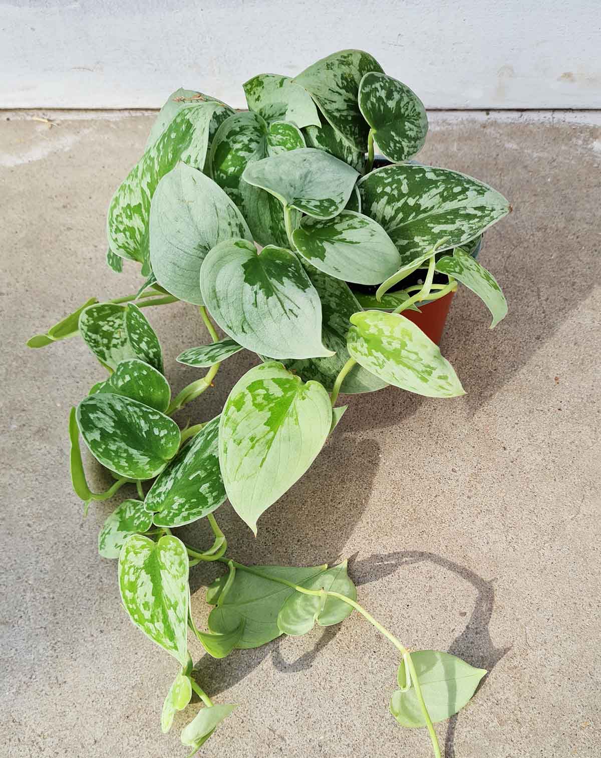 Scindapsus pictus 'Silvery Ann' (7139878437017)