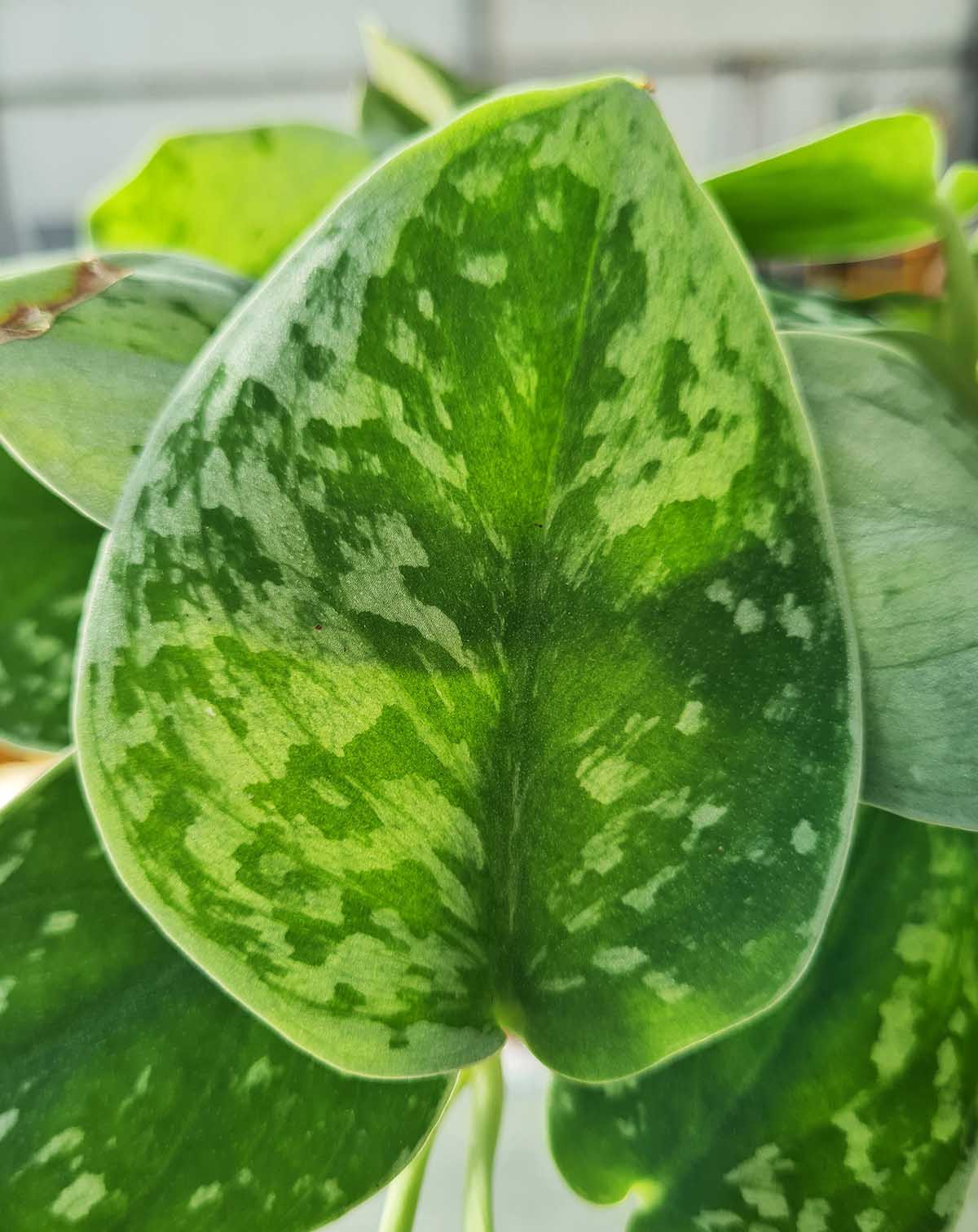 Scindapsus pictus 'Silvery Ann' (7139878437017)