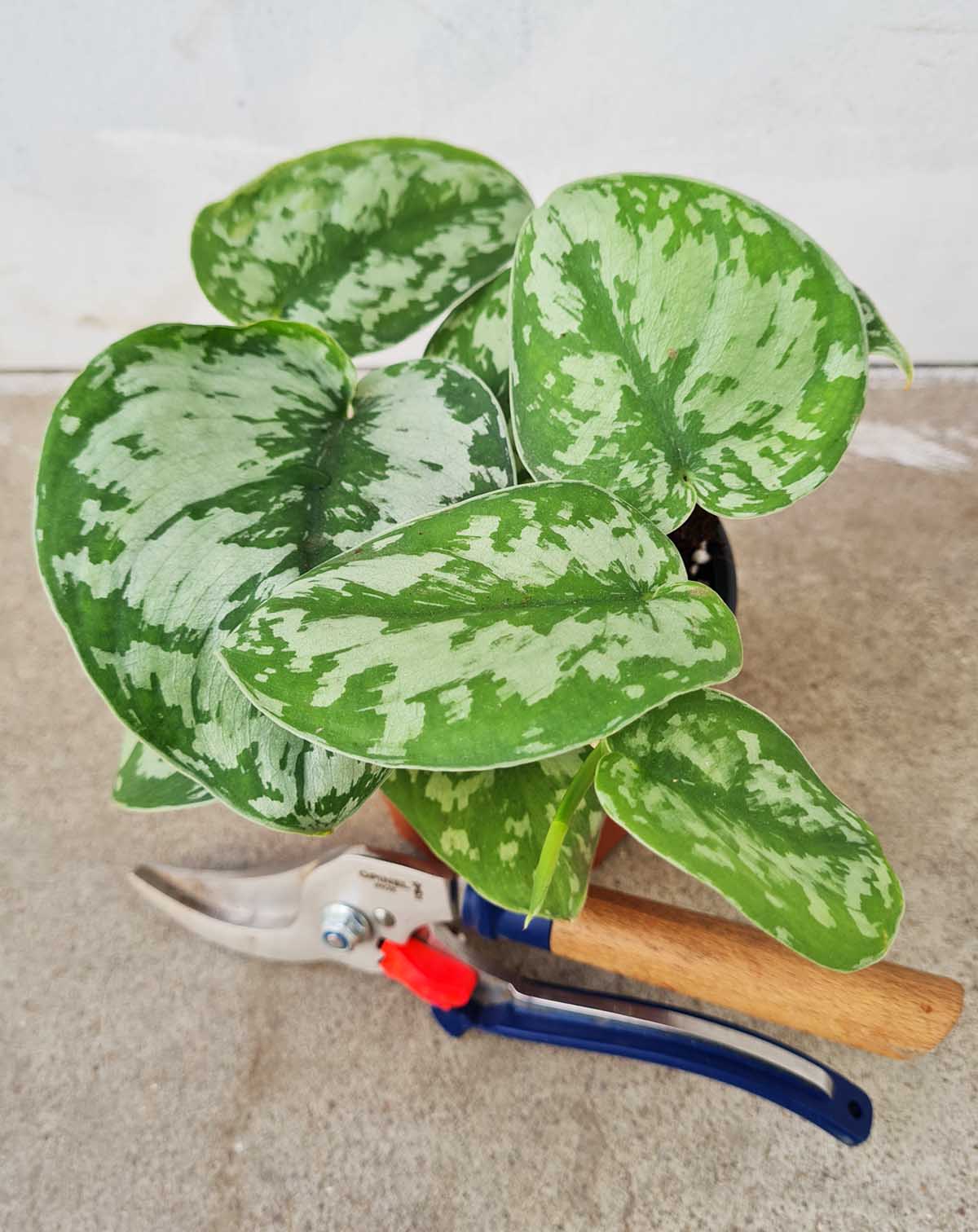 Scindapsus pictus 'Trebie'
