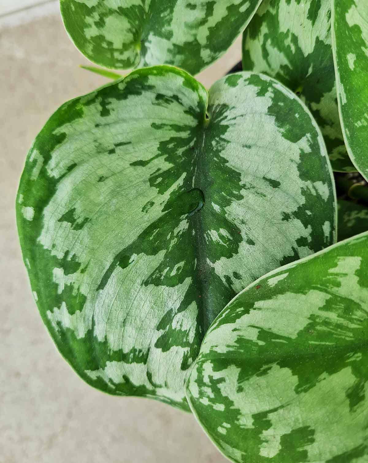 Scindapsus pictus 'Trebie'