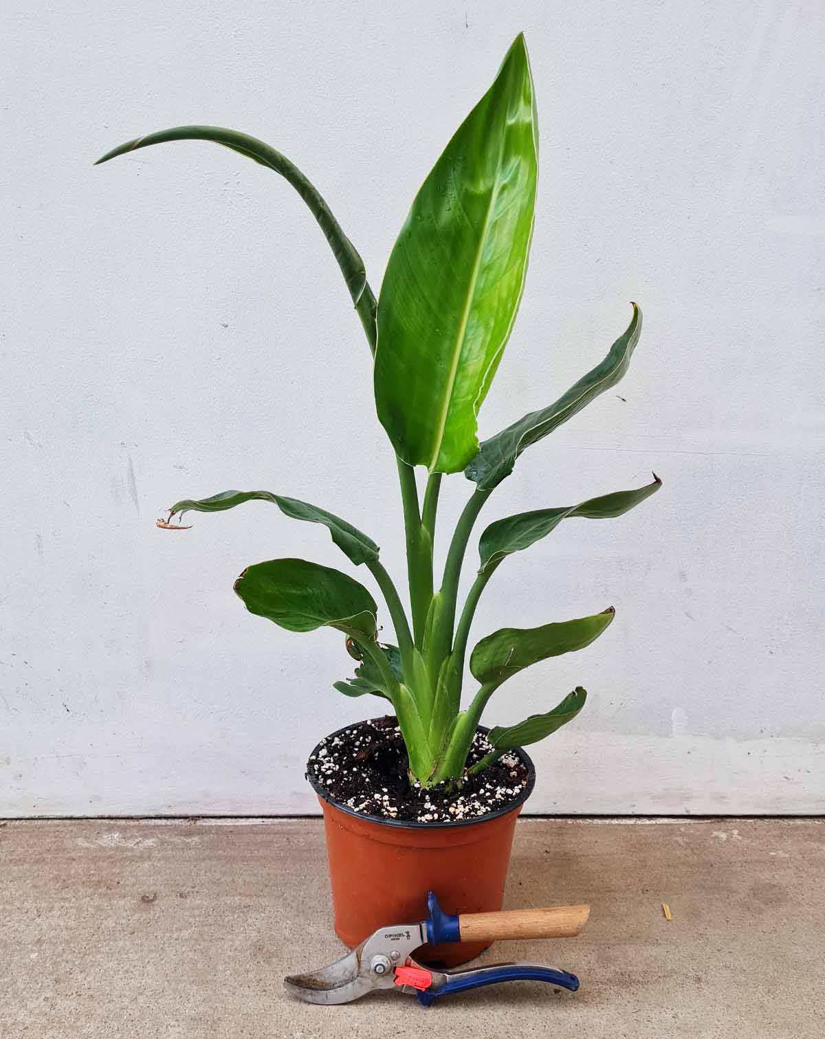 Oiseau du paradis (Strelitzia reginae) (7480041046169)