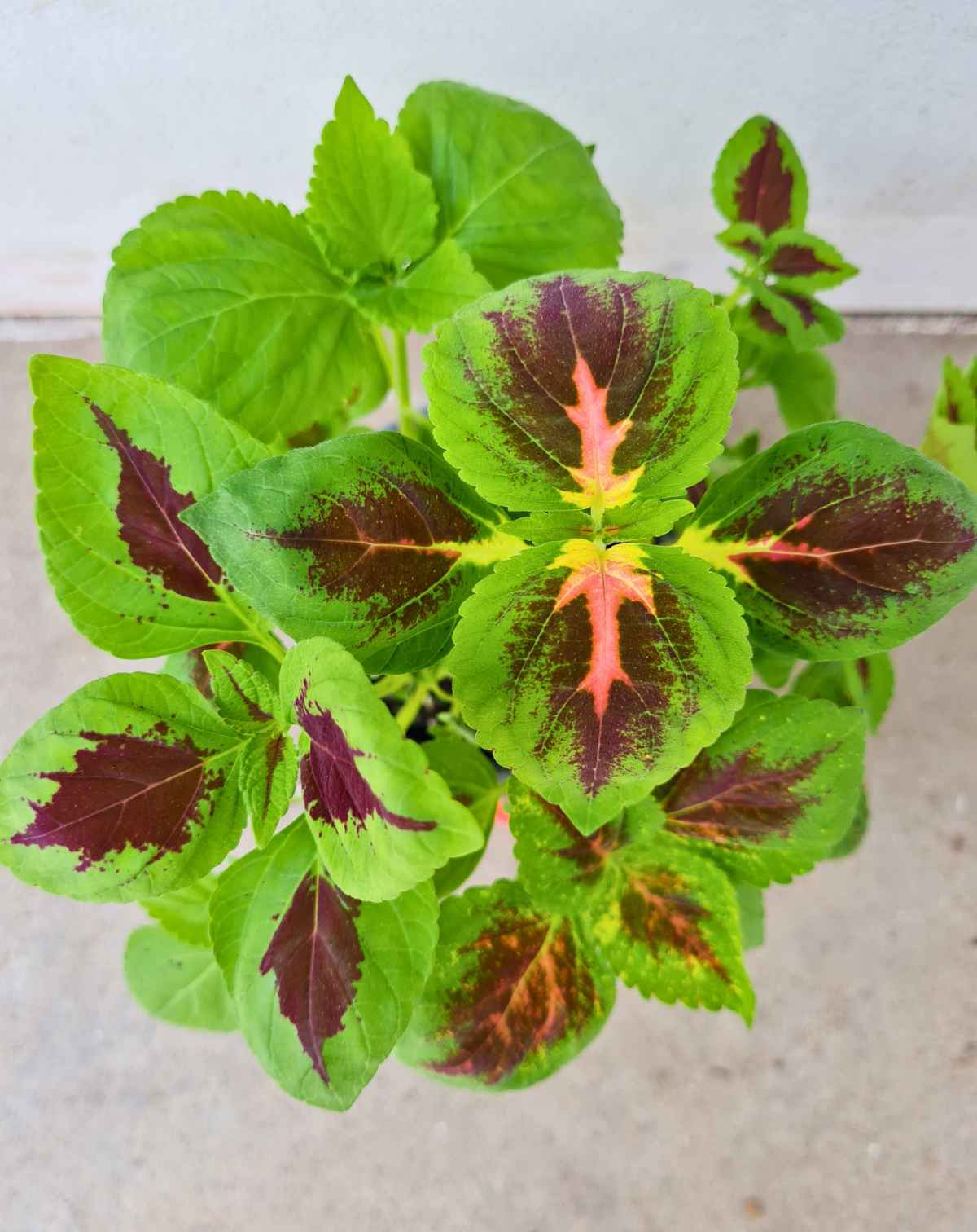 Plantes faciles