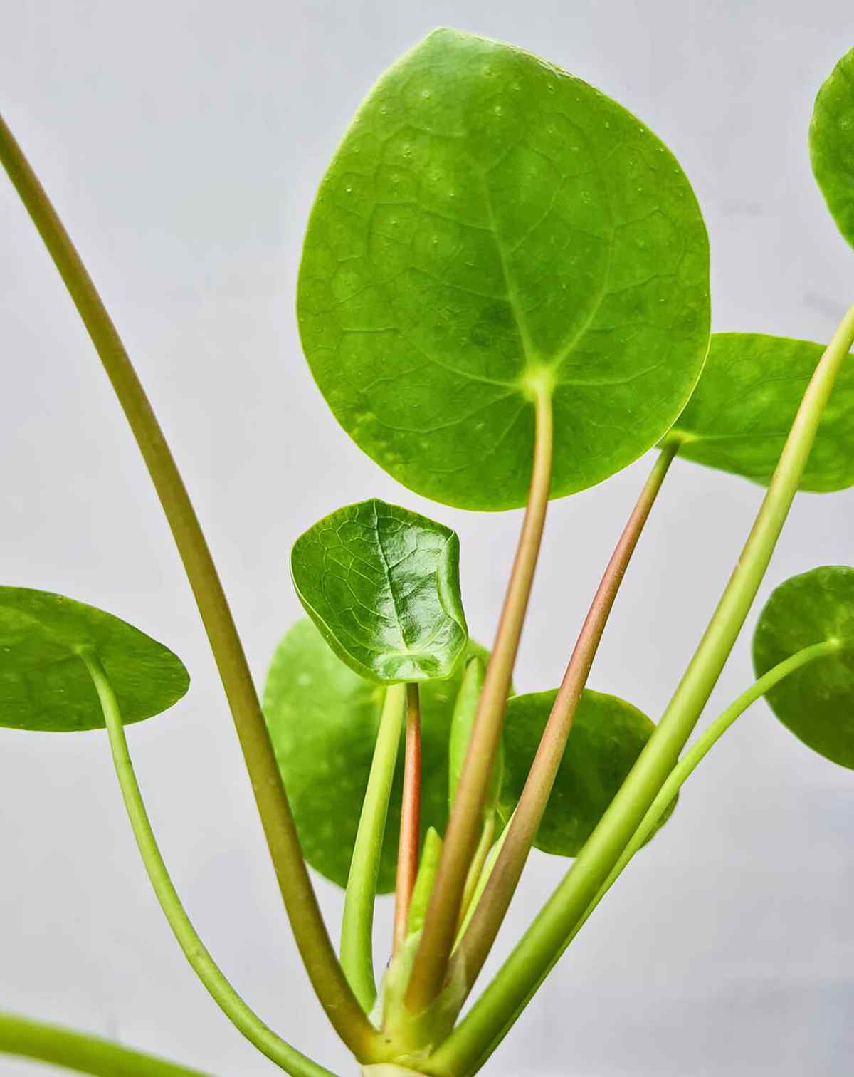 Pilea