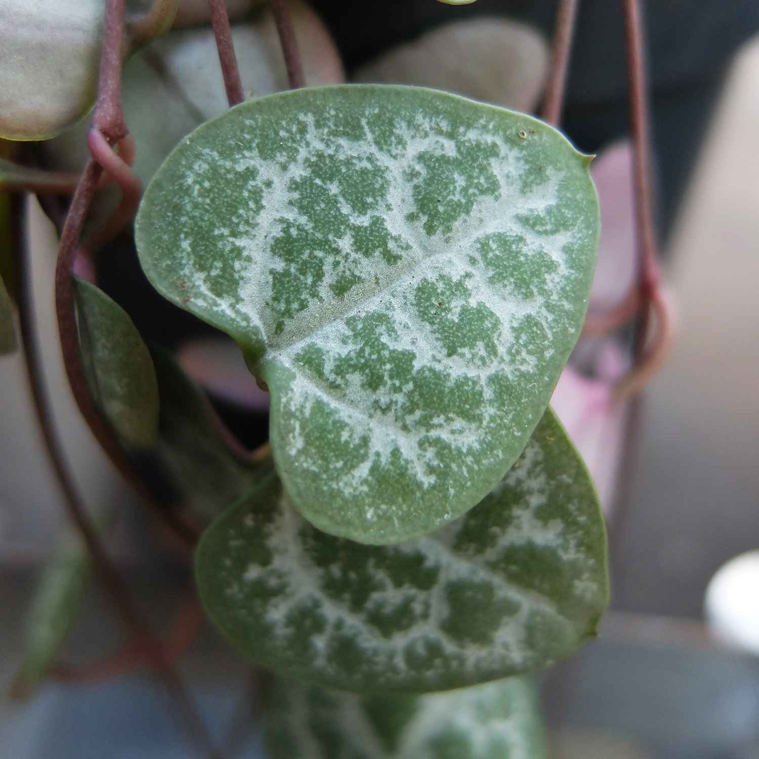 Photo d'un Begonia Polka Dot Pink