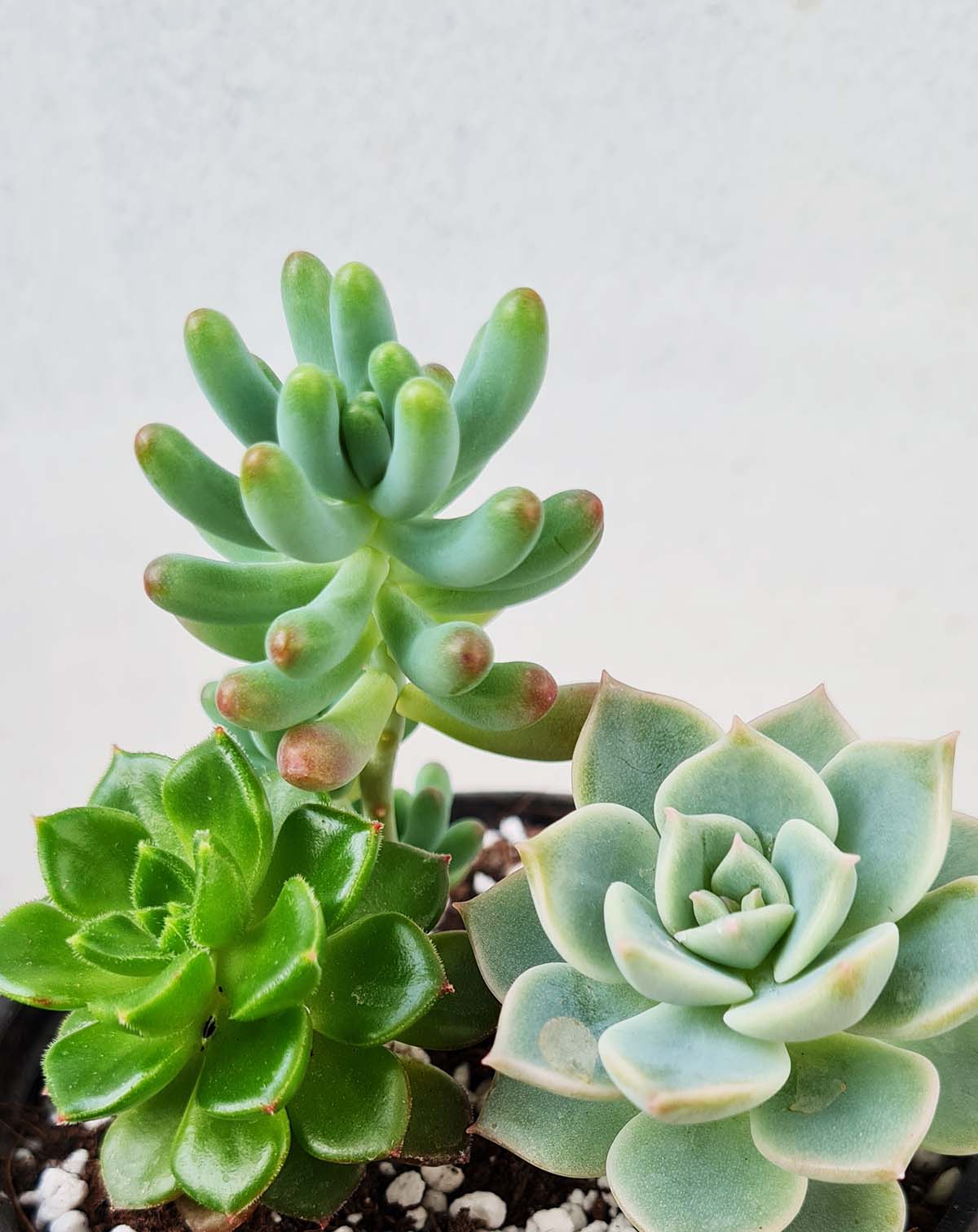Plantes succulentes