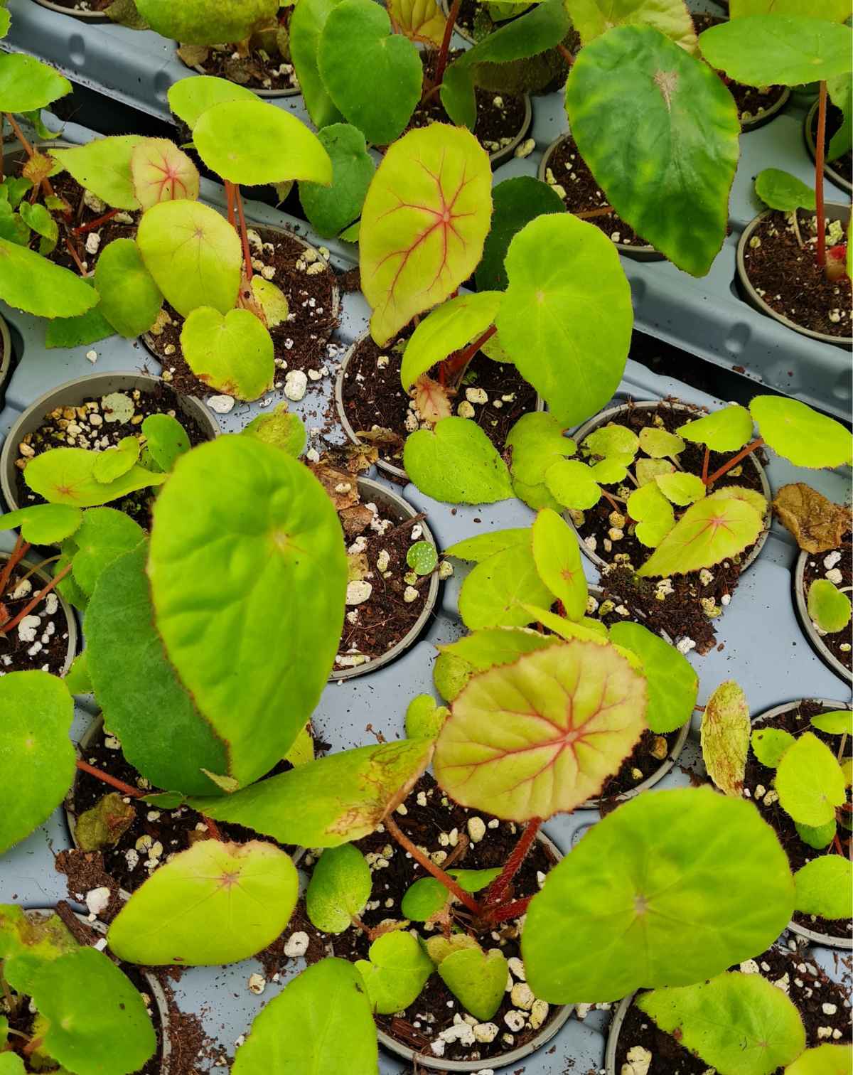 Begonia nelumbiifolia