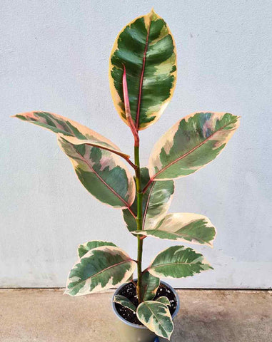 P pini re Nantaise Plantes D int rieur Envoi Rapide 23 DEGRE p-pini-re-nantaise-plantes-d-int-rieur-envoi-rapide-23-degre
