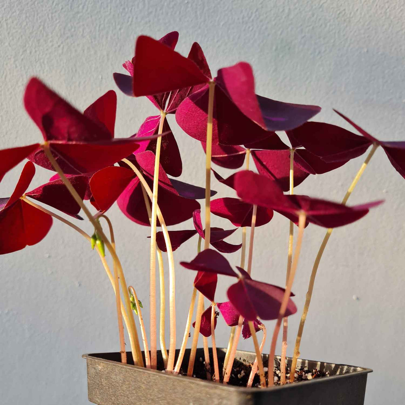 Horticulteurs Nantais P pini re De Plantes D int rieur E boutique horticulteurs-nantais-p-pini-re-de-plantes-d-int-rieur-e-boutique