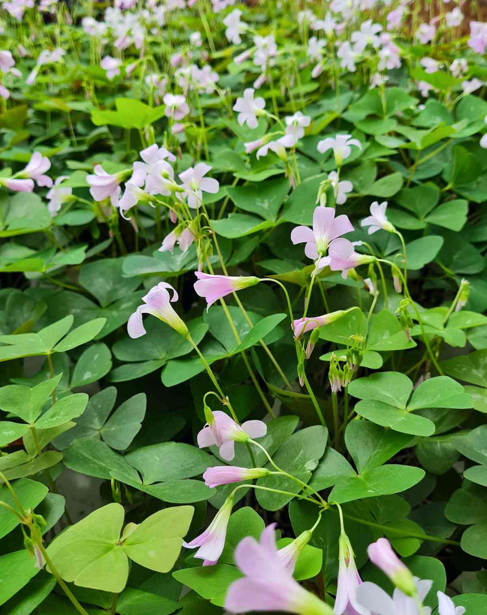 Oxalis triangularis (pourpre et verte) – 23DEGRE