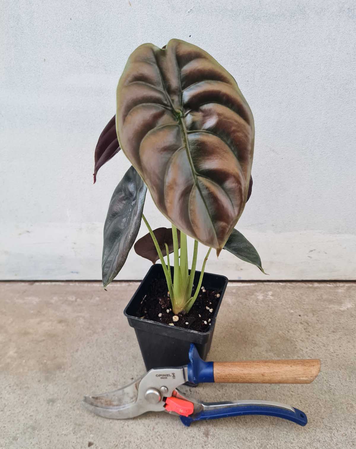 Alocasia cuprea 'Red Secret'