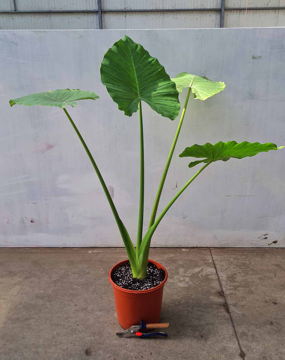 Alocasia macrorrhiza