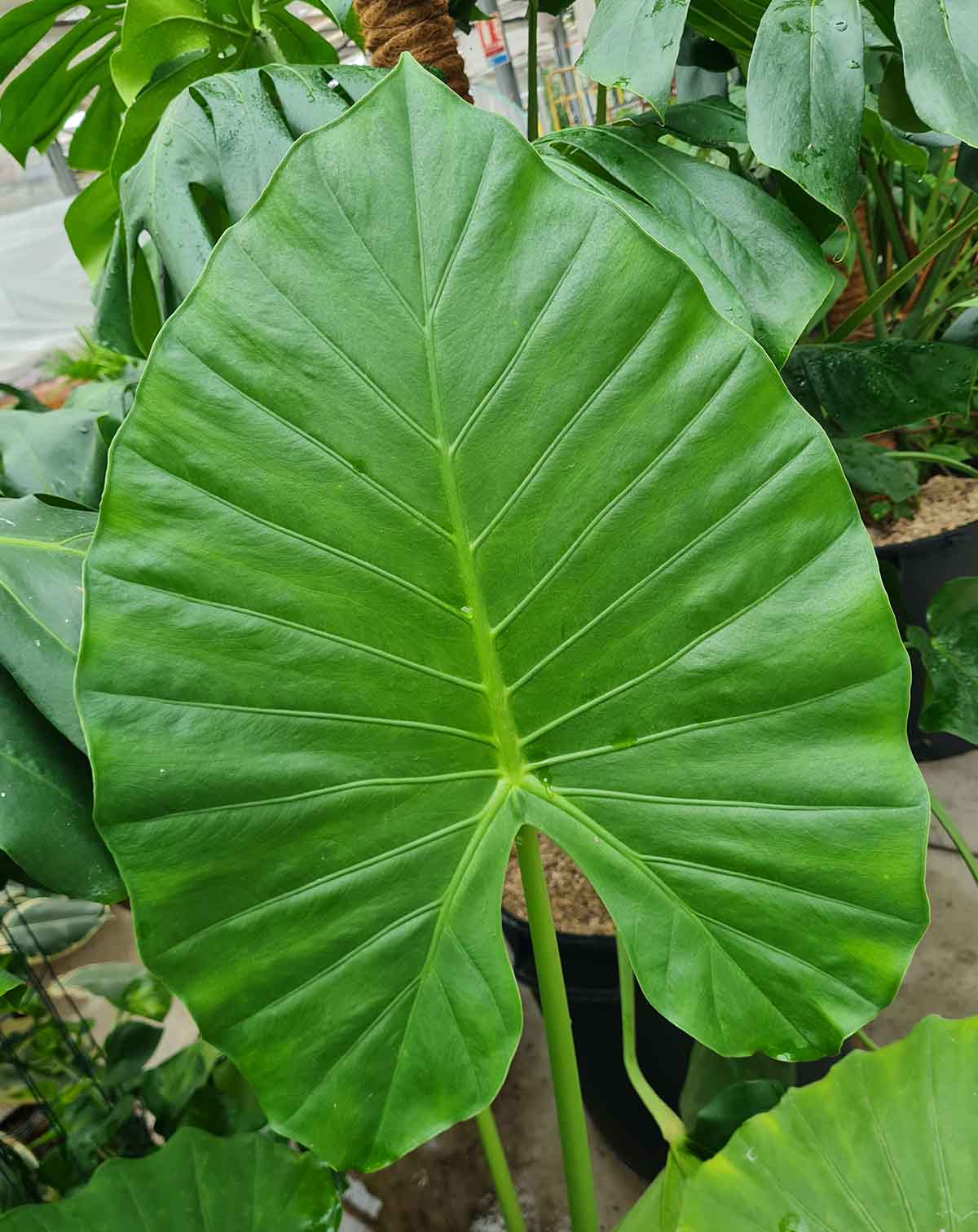 Alocasia macrorrhiza