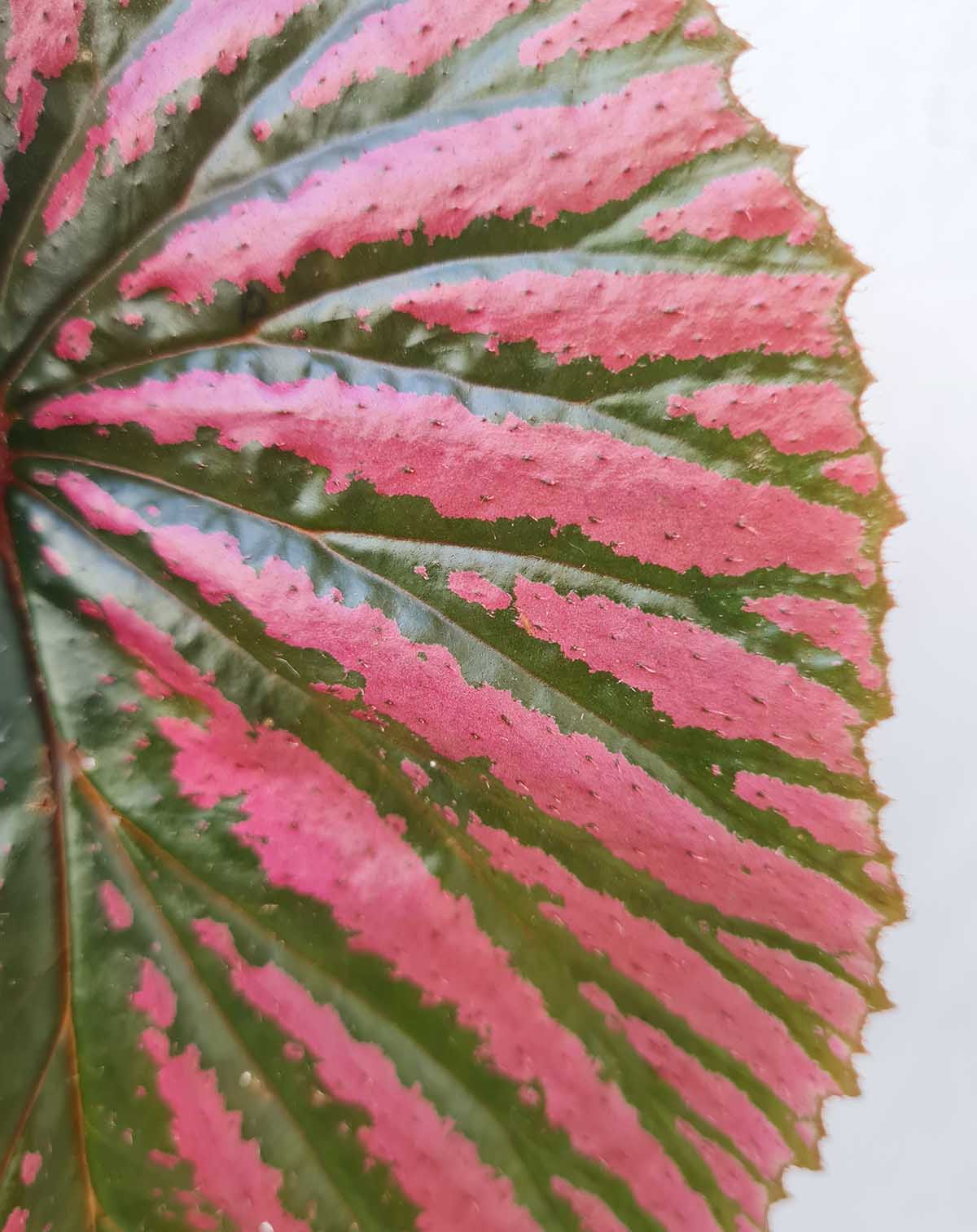 Begonia breverimosa