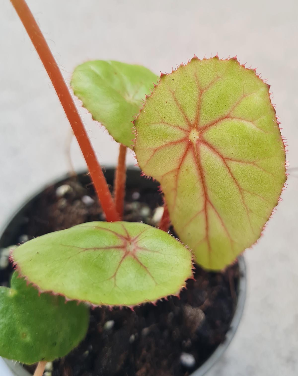 Begonia nelumbiifolia