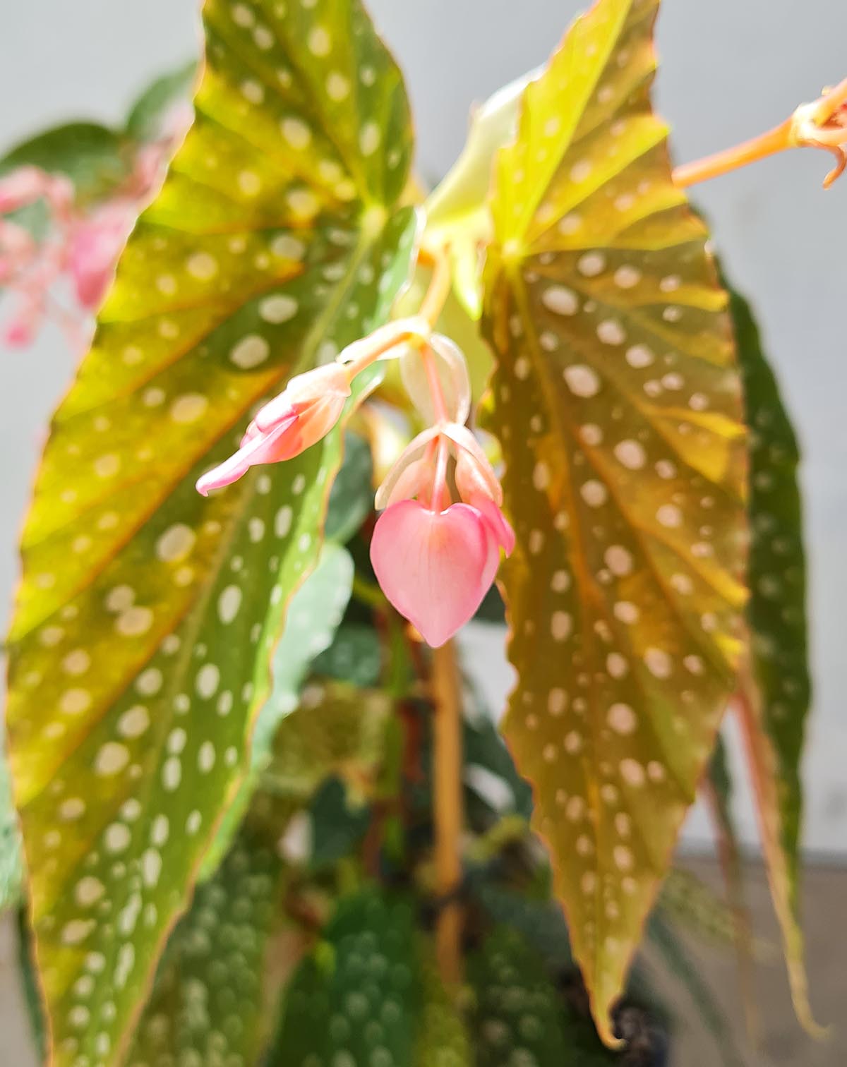 Begonia 'White Ice'