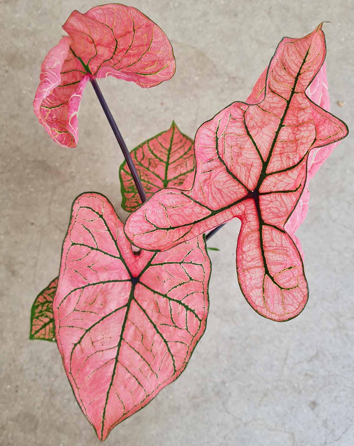 Caladium 'Spring Fling'