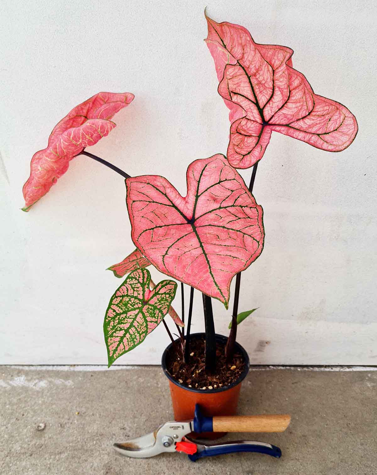 Caladium 'Spring Fling'