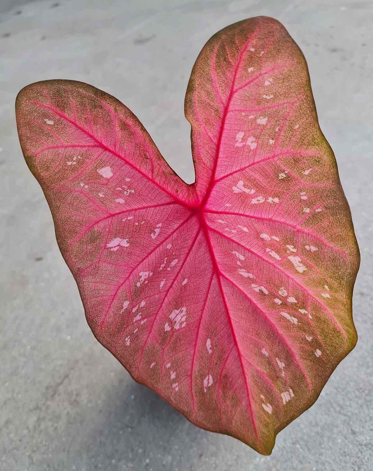 Caladium Thaïlandais