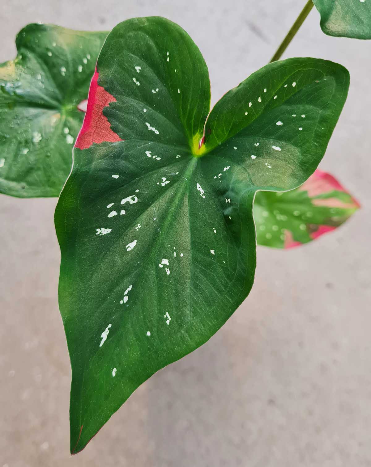 Caladium Thaïlandais