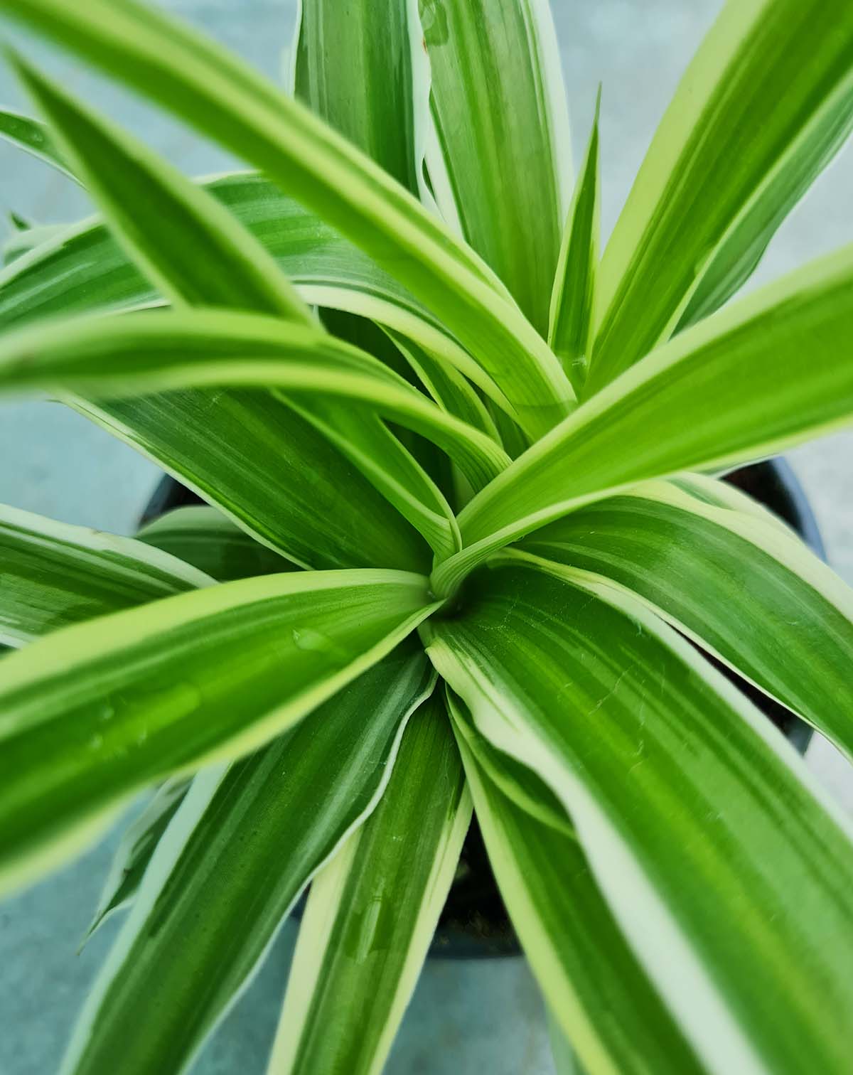 Chlorophytum comosum 'Ocean'