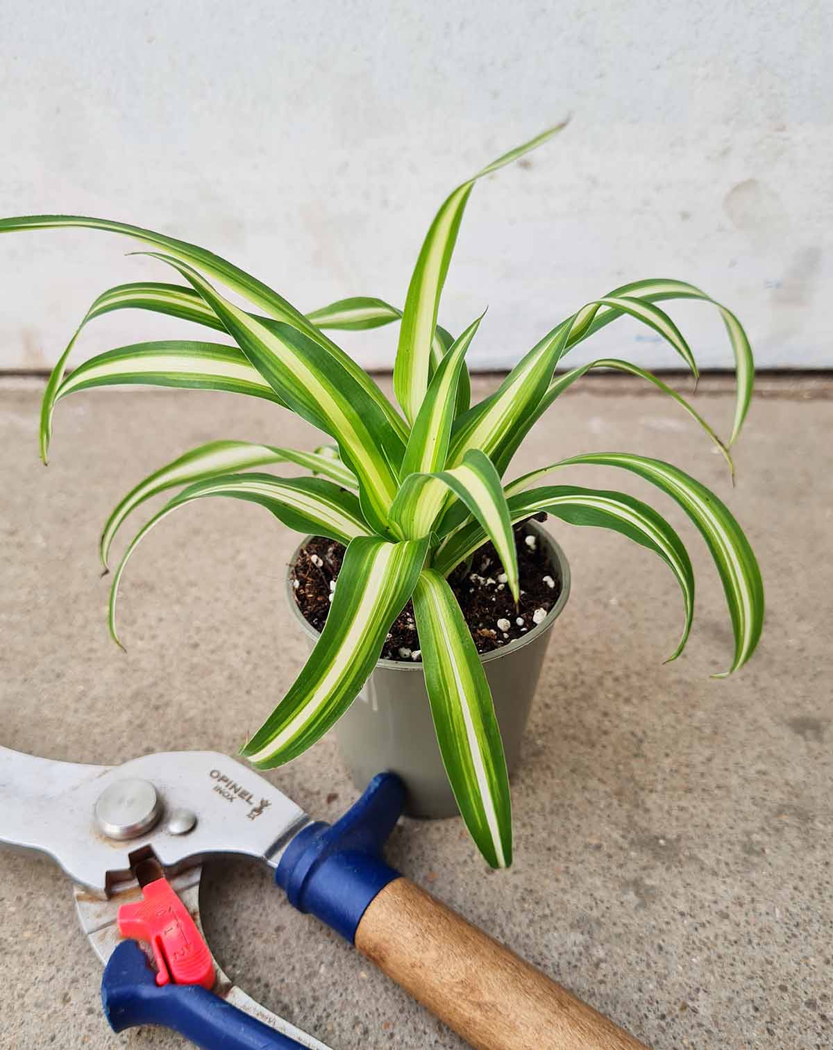 Chlorophytum elatum