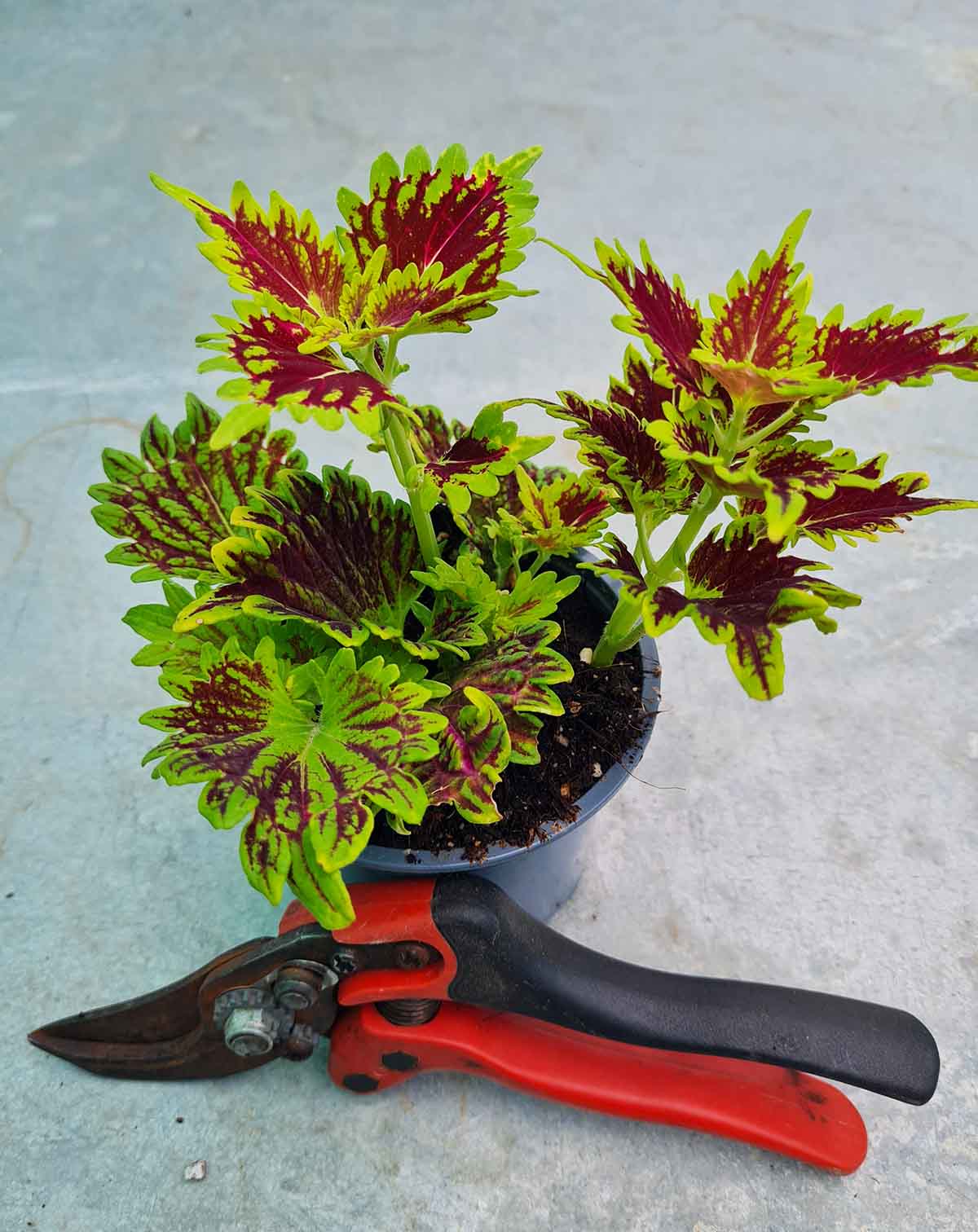 Coleus variés (Plectranthus scutellarioides)