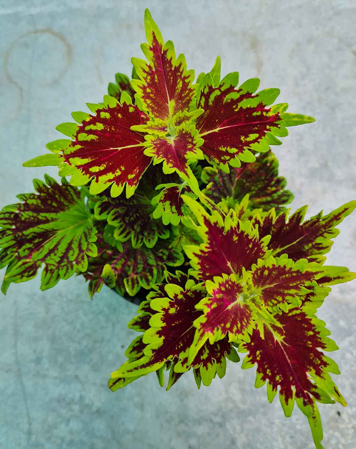 Coleus variés (Plectranthus scutellarioides)